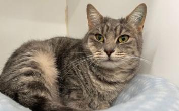 cat adoption photo