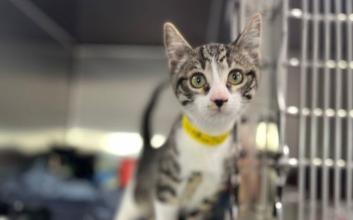cat adoption photo