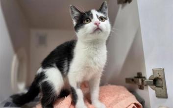 cat adoption photo