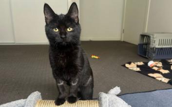 cat adoption photo