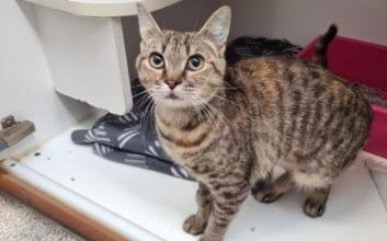 cat adoption photo