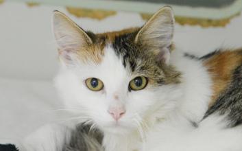 cat adoption photo