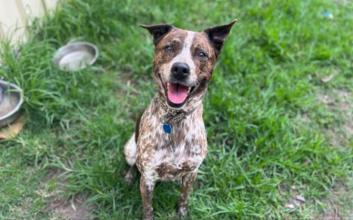 dog adoption photo