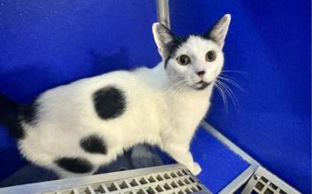 cat adoption photo