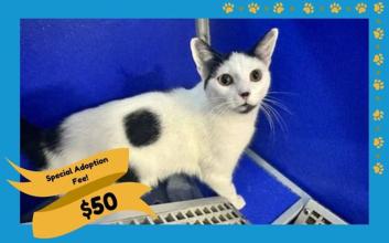cat adoption photo