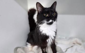 cat adoption photo