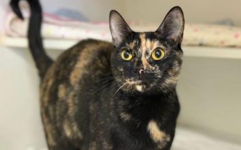 cat adoption photo