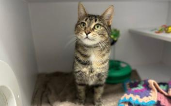 cat adoption photo