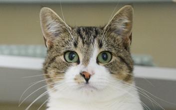 cat adoption photo