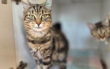 cat adoption photo