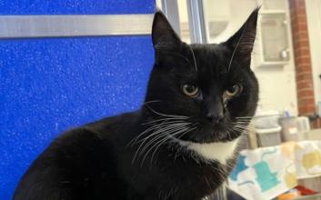 cat adoption photo