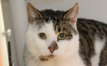 cat adoption photo