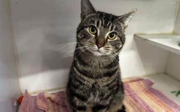 cat adoption photo