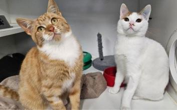 cat adoption photo