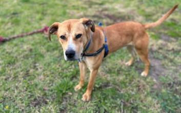 dog adoption photo