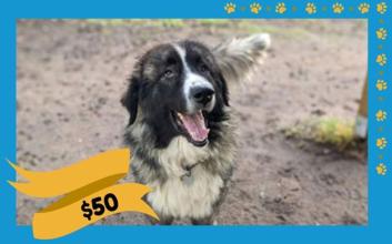 dog adoption photo
