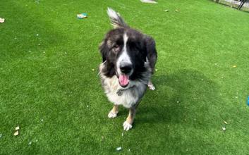 dog adoption photo