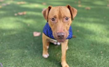 dog adoption photo