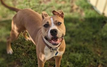 dog adoption photo
