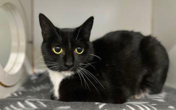 cat adoption photo