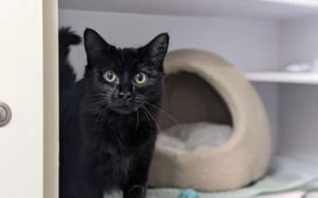 cat adoption photo