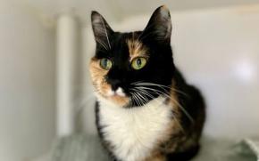Meredith