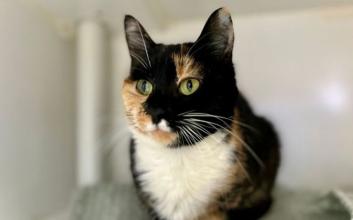 cat adoption photo