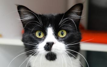 cat adoption photo