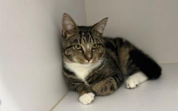 cat adoption photo