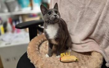 cat adoption photo