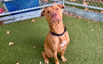 dog adoption photo
