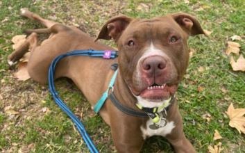 dog adoption photo