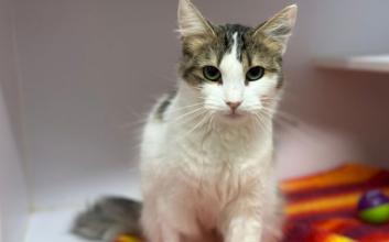 cat adoption photo