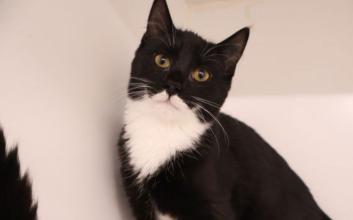 cat adoption photo