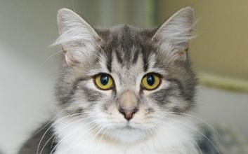 cat adoption photo