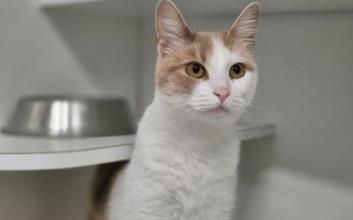 cat adoption photo