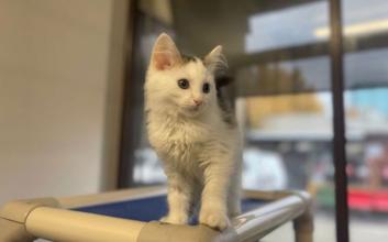 cat adoption photo