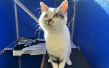cat adoption photo