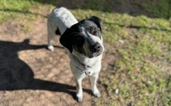 dog adoption photo