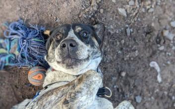 dog adoption photo