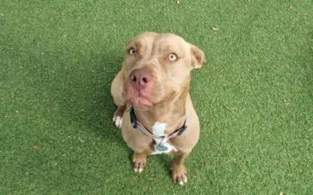 dog adoption photo