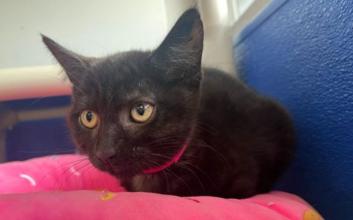 cat adoption photo