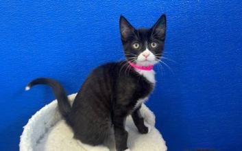 cat adoption photo