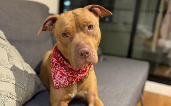 dog adoption photo