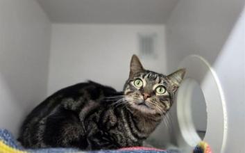 cat adoption photo