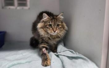 cat adoption photo