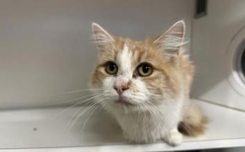 cat adoption photo