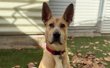 dog adoption photo