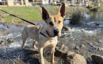 dog adoption photo