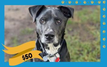 dog adoption photo